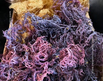 1lb Raw Sea Moss St. Lucia Bundle - 8oz Gold, 8oz Purple Sea Moss, High Quality Wild Harvested