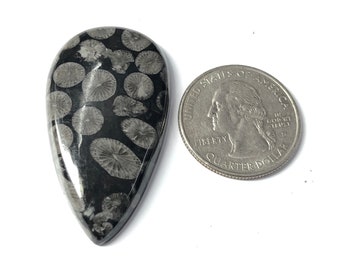 Natural Black Fossil Coral Cabochon, Fossil Coral Gemstone For Jewelry Making