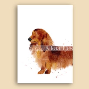 May include: Watercolor illustration of a long-haired dachshund dog in shades of brown and tan. The dog is depicted in profile, with a fluffy coat and a gentle expression. The text "intjes & kaartjes" is overlaid on the image.