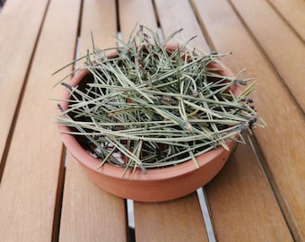 Té de aguja de pino seco / Pinus Sylvestris / Agujas de pino blanco para té / Agujas de pino