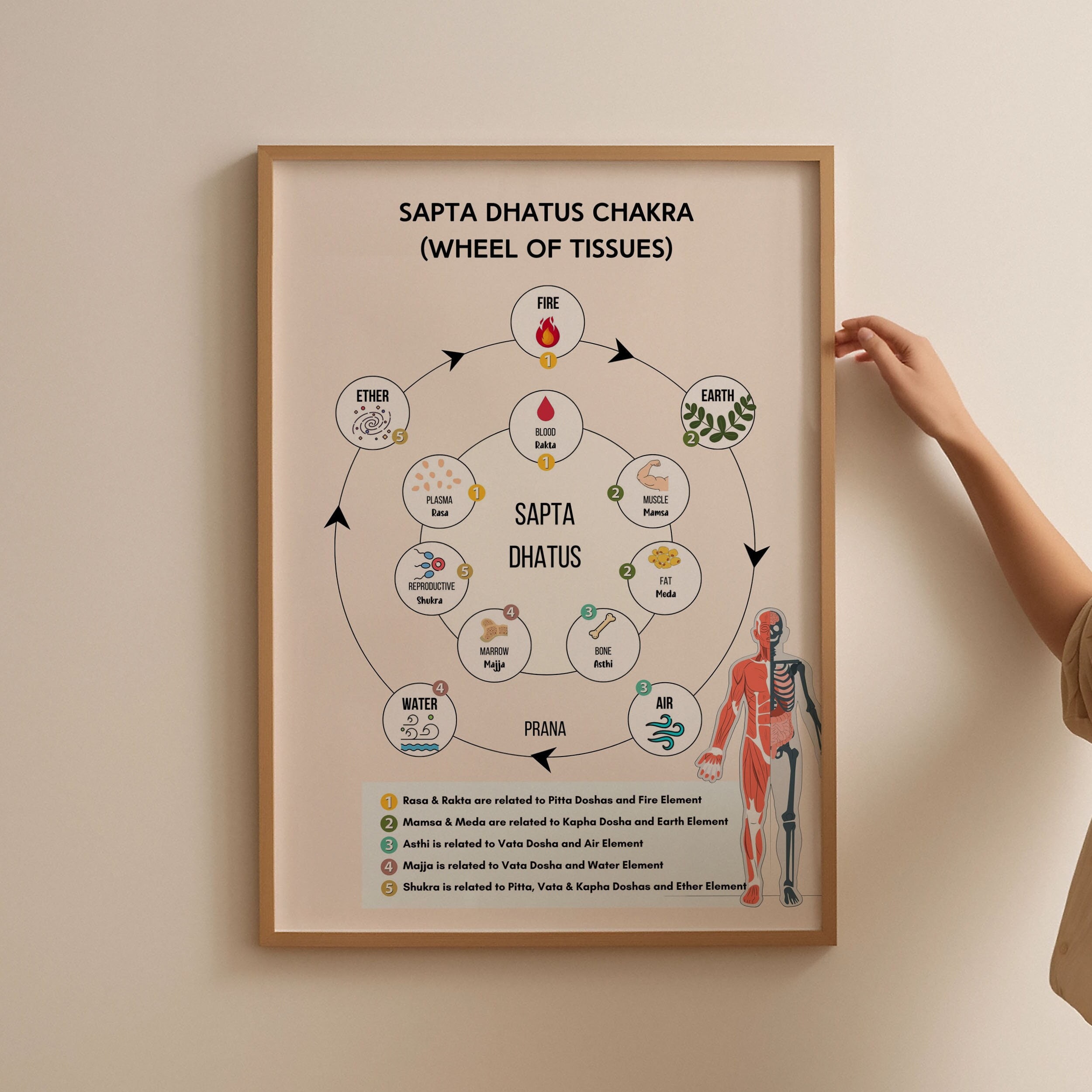 Ayurveda Sapta Dhatu Wheel Chart Poster 7 Dhatus Relation With 5 Elements Study Aid Guide
