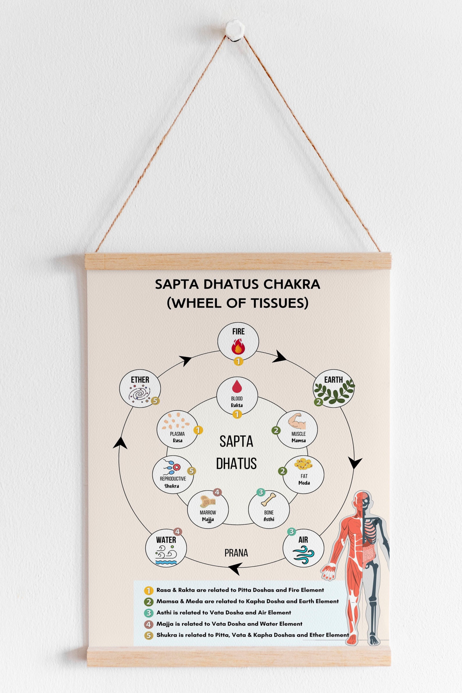 Ayurveda Sapta Dhatu Wheel Chart Poster 7 Dhatus Relation With 5 ...