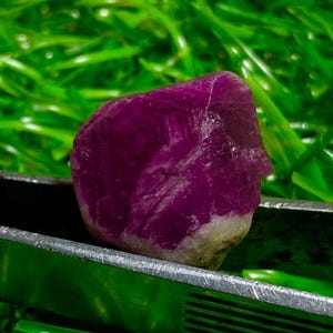 May include: A rough, deep magenta ruby gemstone held by a pair of silver tweezers. The ruby has a natural, unpolished appearance with a light-colored base. The background is bright green.