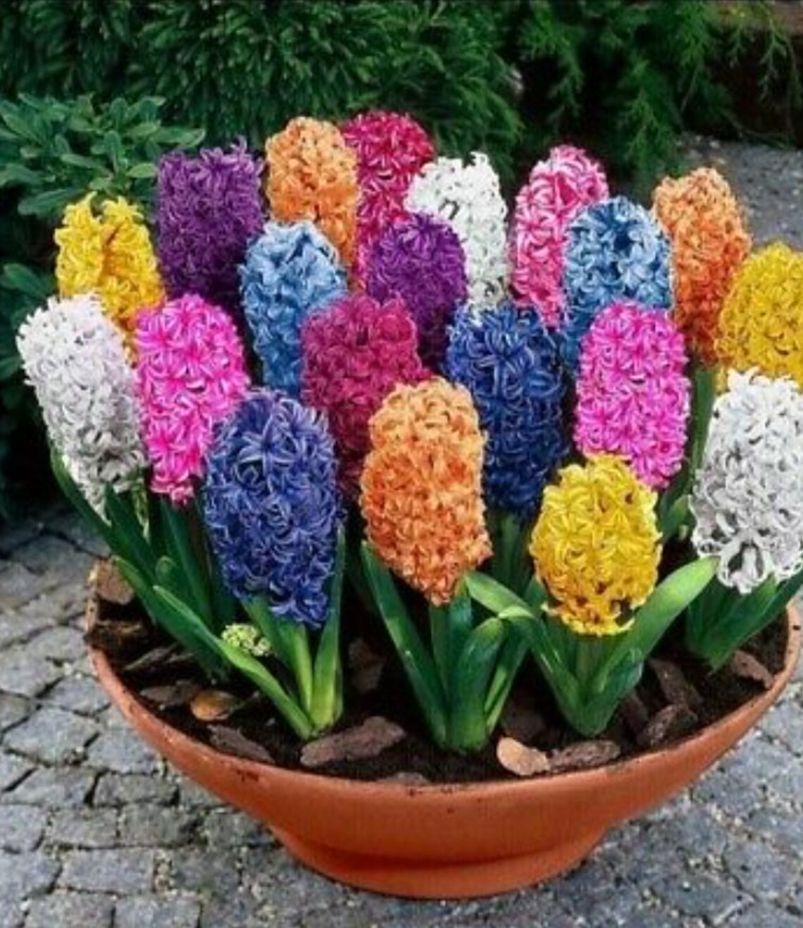 10 Water Hyacinth Seeds Mixed Colors Etsy UK