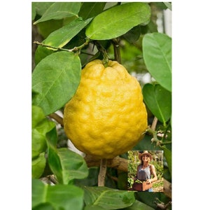AMERICAN HEIRLOOM CITRUS X PYRIFORMIS 5 FRESH SEEDS GIANT PONDEROSA LEMON AMERICAN HEIRLOOM CITRUS X PYRIFORMIS 5 FRESH SEEDS GIANT PONDEROSA LEMON