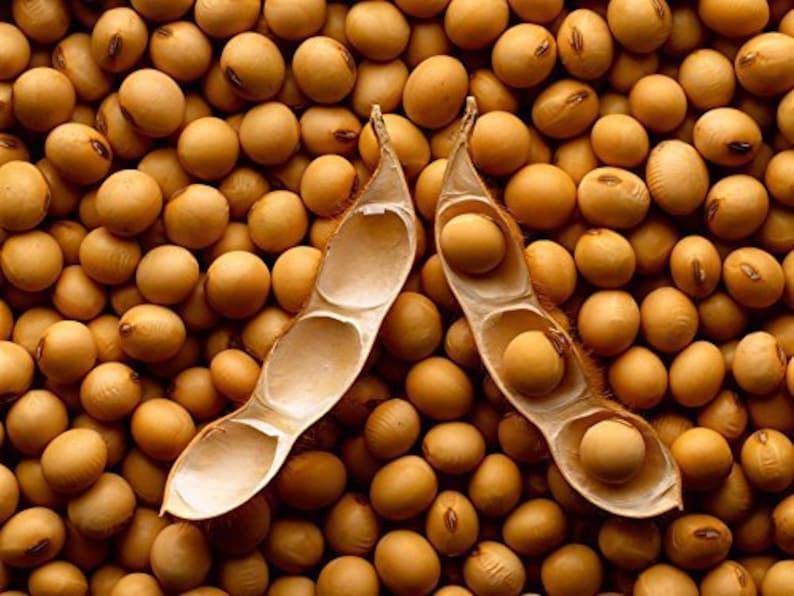 7 Lbs. Whole Soybeans Nongmo Identity Preserved IP Etsy
