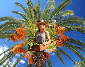 5 seeds Phoenix dactylifera 2 free..Sexual.Rare Date Palm Seeds.Bonsai Seeds 5 seeds Phoenix dactylifera 2 free..Sexual.Rare Date Palm Seeds.Bonsai Seeds