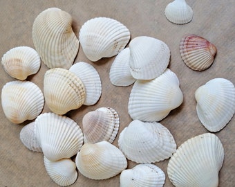 White Cockles Natural Shells, Seashells Beach Decor, Aquarium Sea Decor, Natural Craft Shells, Candle making shells, Vase filler, Wedding