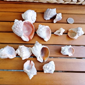 Sea snails Natural Shells, Seashells Beach Decor, Aquarium Sea Decor, Natural Craft Shells, Candle making shells, Vase filler, Wedding decor