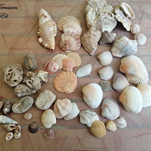 Mixed Natural Pink Sea Shells, Seashells Beach Decor, Aquarium Sea Decor, Natural Craft stone, Candle making shells, Vase filler, Wedding