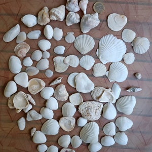 Kerzenherstellung Mischung weiße natürliche Muscheln, Terrarium Aquarium Art Lot Perlmuscheln Steine Schnecken Herzmuschelmuscheln, natürliche schwarze Muscheln