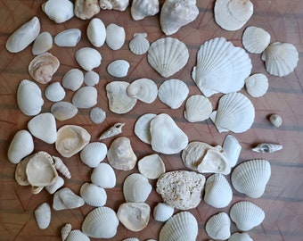 Candle making mix white natural shells, Terrarium Aquarium Art Lot Pearl Clams Stones Snails Cockle mussels , Natural Black sea shells