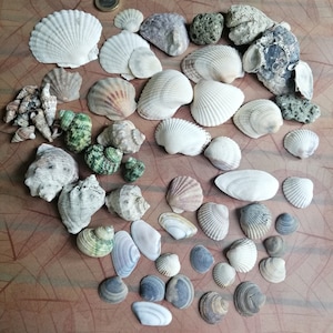Aquarium Greenish Sea Decor, Natural Craft stone, Candle making shells, Vase filler, Wedding supply, Mixed Natural Shells, Seashells Beach