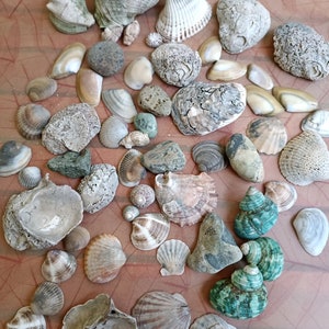 Green mixed seashells Aquarium Decor, Candle making natural shells, Vase filler, Wedding supply, Lot Natural Shells, Seashells Beach Decor