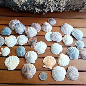 Natural Pearl Shells, Seashells Beach Decor, Aquarium Sea Decor, Natural Craft Shells, Candle making shells, Vase filler, Wedding