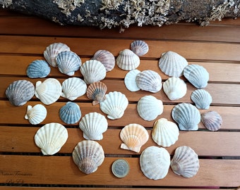 Perles naturelles, coquillages, décoration de plage, décoration de mer pour aquarium, coquillages naturels, fabrication de bougies, remplissage de vase, mariage