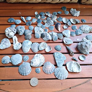 Black mixed seashells Aquarium Decor, Candle making natural shells, Vase filler, Wedding supply, Lot Natural Shells, Seashells Beach Decor