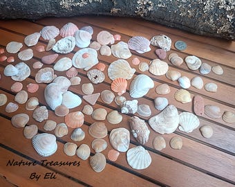 Aquarium Orange Sea Decor, Natural Craft stone, Candle making shells, Vase filler, Wedding supply, Mixed Natural Shells, Seashells Beach