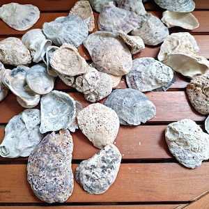 Fossil seashells Aquarium Decor, Candle making natural shells, Vase filler, Wedding supply, Lot Natural Shells, Seashells Beach Decor
