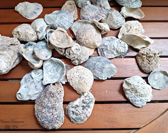 Décor d'aquarium de coquillages fossiles, fabrication de bougies, coquillages naturels, remplissage de vase, fournitures de mariage, lot de coquillages naturels, décor de plage de coquillages