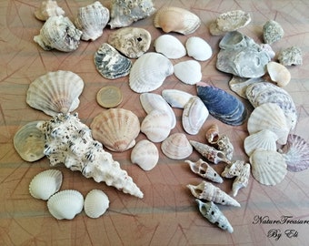 Terrarium shells decor, Mixed Natural Sea Shells, Seashells Beach Decor, Aquarium Sea Decor, Natural Craft Shells, Candle making shells