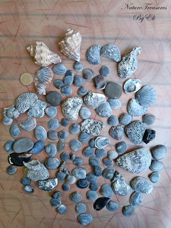 Assorted Sea Shells Natural Beach / Seashells Mixed Craft Decoration  Aquarium