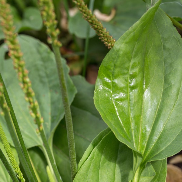 Broadleaf Plantain (Plantago major) LIVE ORGANIC Medicinal Herb!