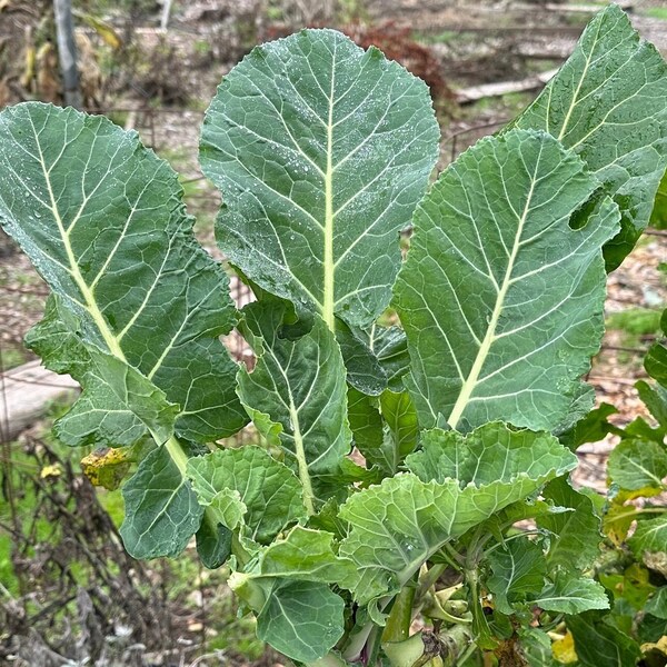 Perennial Green "Merritt" Collards: ONE Rooted Cutting , Organic, Ready to Grow!