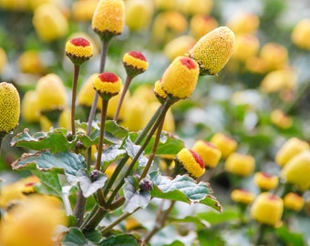 Toothache Plant - Spilanthes