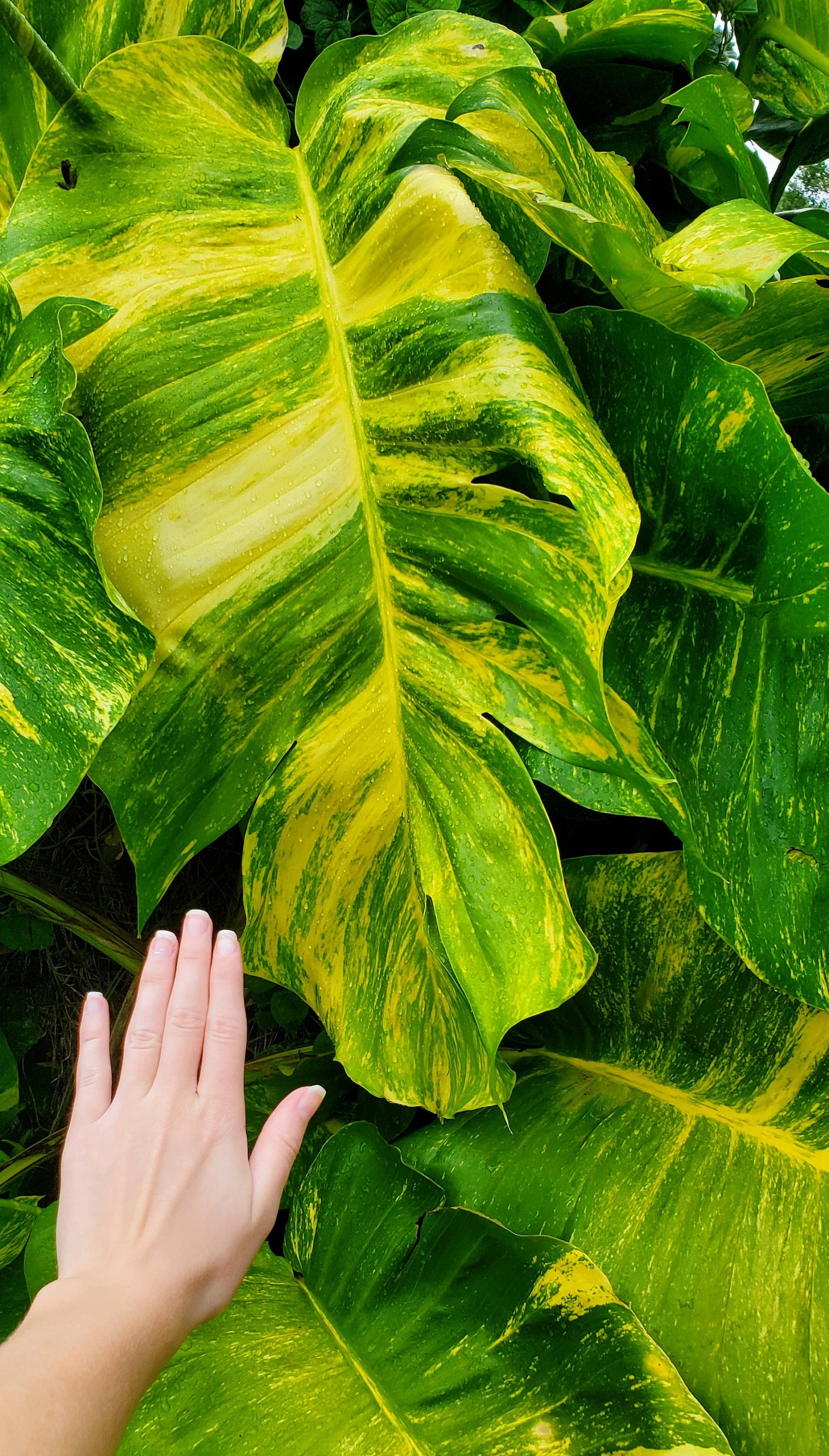 Giant Variegated Golden Hawaiian Pothos Rooted Cutting Etsy