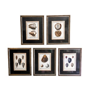 May include: Six framed prints of vintage illustrations of seashells. The prints are in black frames with gold trim and are arranged in a row on a white wall.