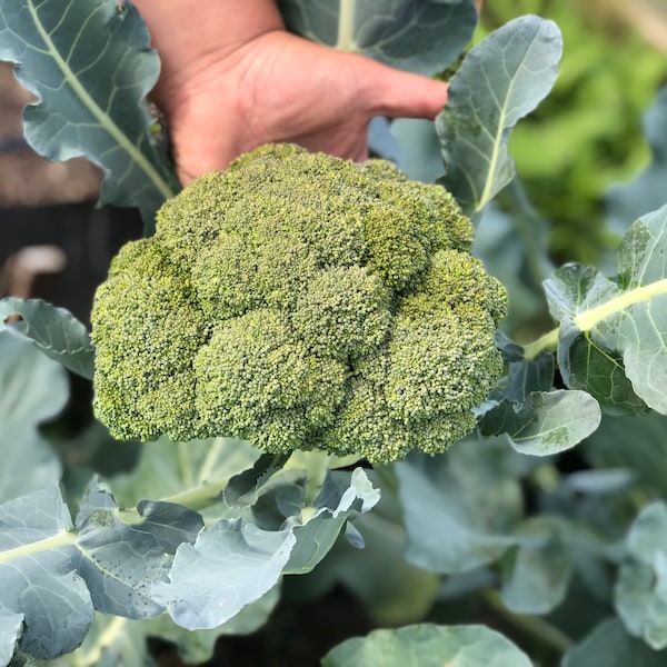Imperial broccoli seeds