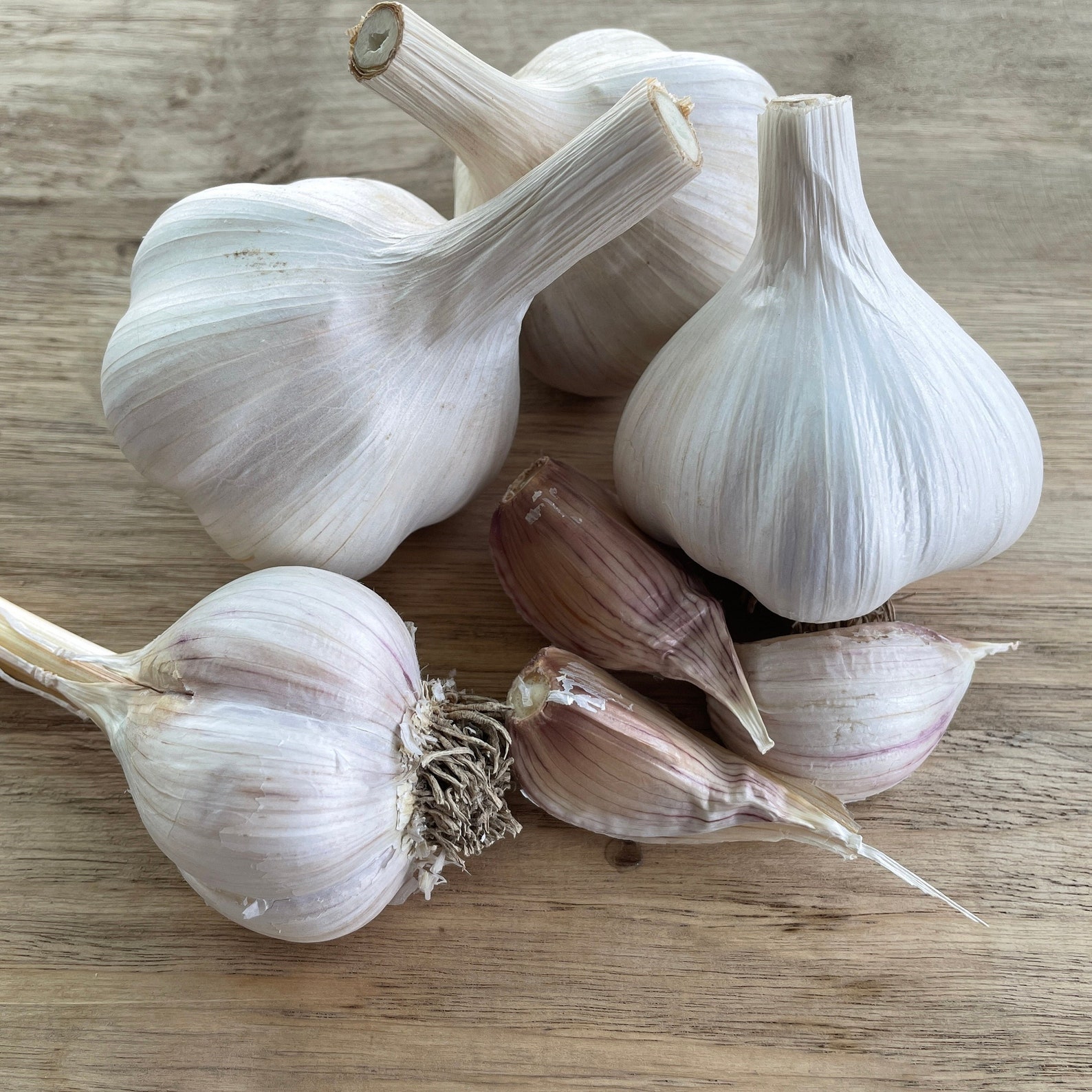 German White Extra Hardy Garlic Hardneck Etsy