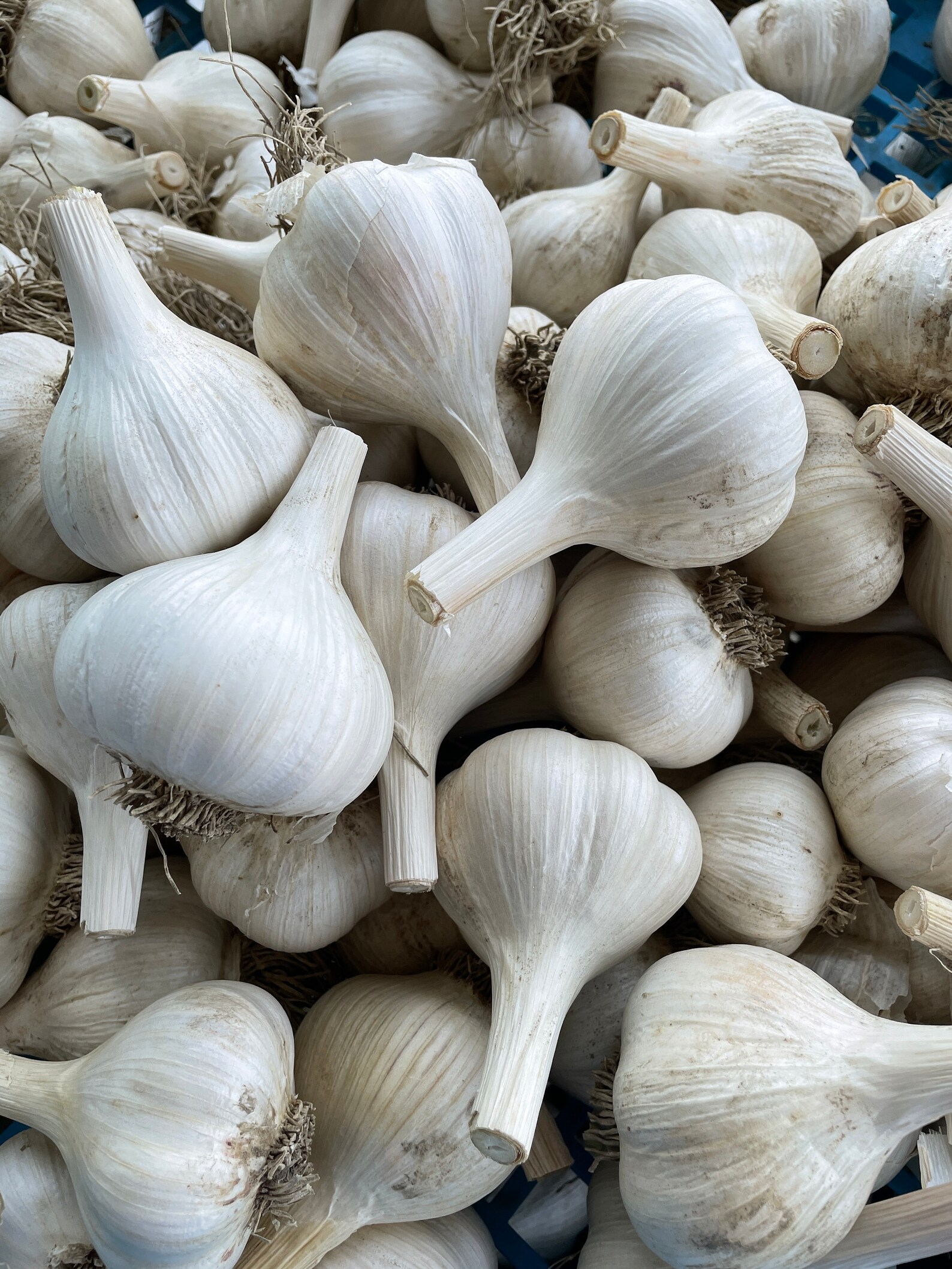 German White Extra Hardy Garlic Hardneck Etsy