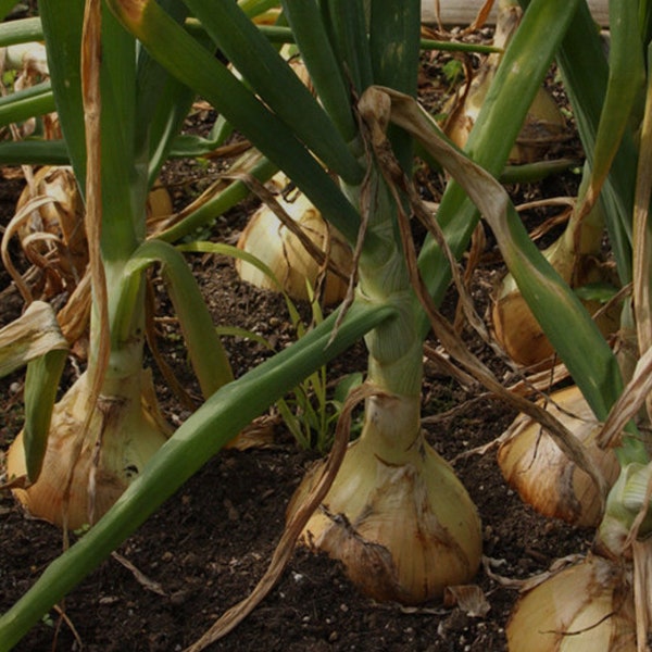 Patterson Onion Seeds, Pelleted, Organic Seed