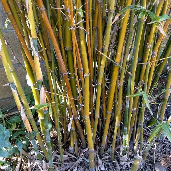 Clumping bamboo 3 Gallon W/ Roots*Non Invasive*Privacy Screen*Zen Garden