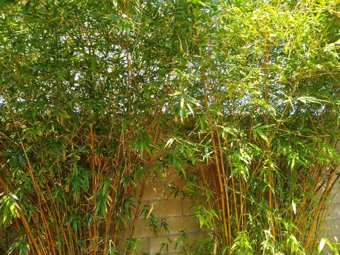 3 Ft /5 Gallon Fast Growing Clumping Bamboo Plant Etsy