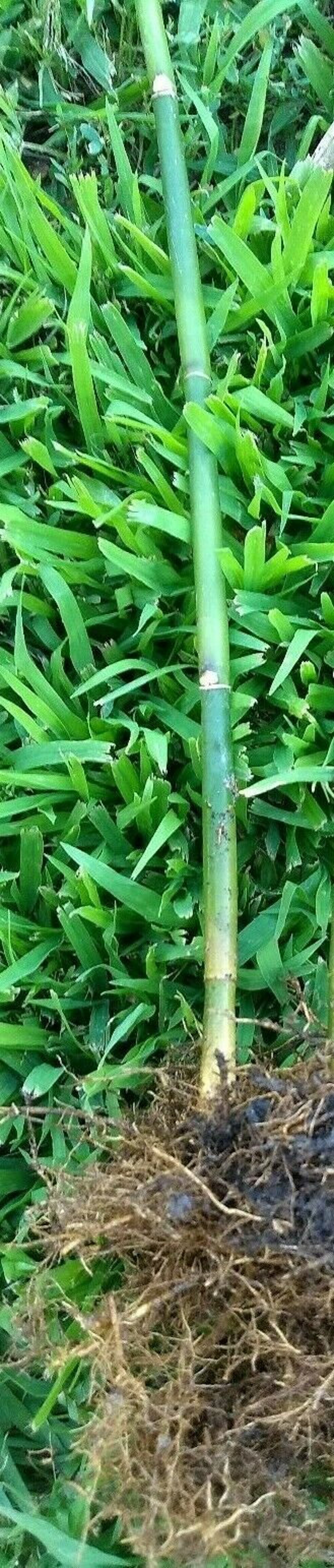3 ft /5 Gallon Fast Growing Clumping Bamboo plant Etsy