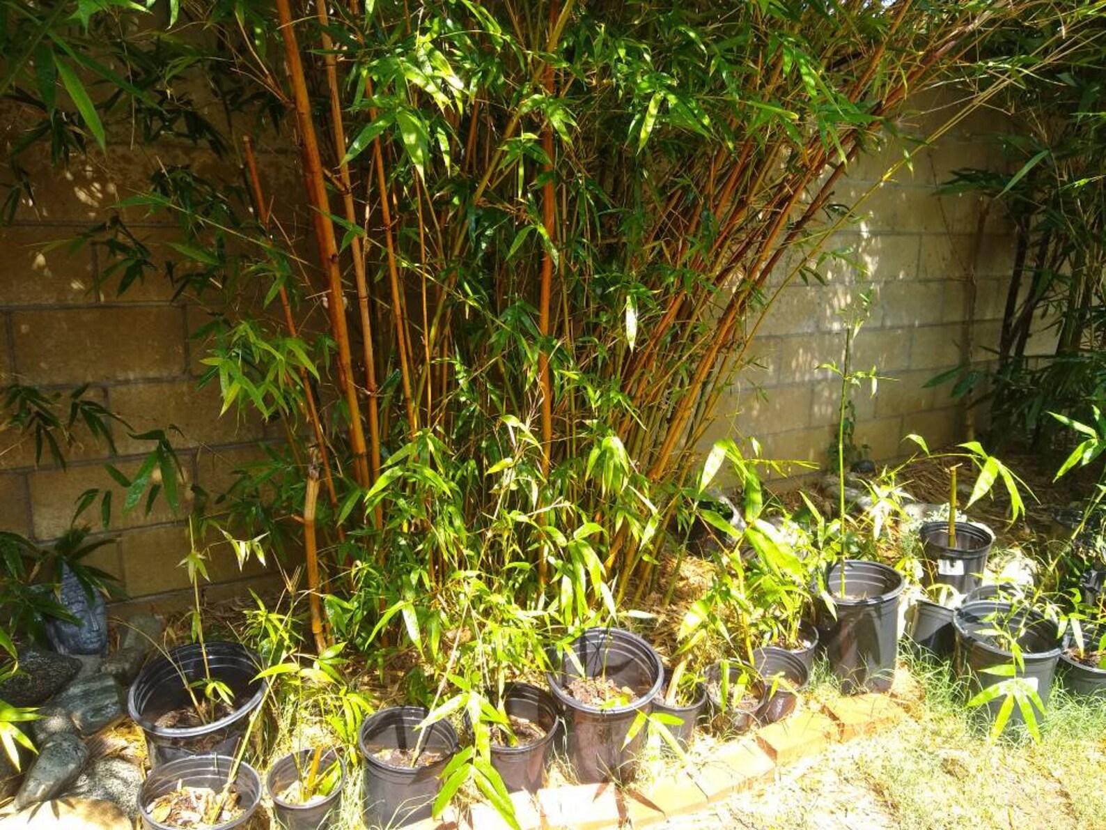 Clumping Bamboo Growth Rate How Fast Does It Really Grow? PlantHD