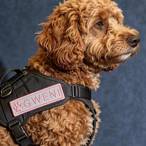 May include: A curly-haired golden-brown dog wearing a black harness with a rectangular pink patch. The patch features a light pink paw print icon on the left side and the name GWENI printed in bold, dark pink capital letters on a light grey background.
