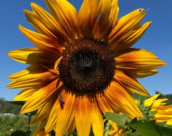 Hopi Dye Sunflower - flower seeds, dye plant, heirloom variety