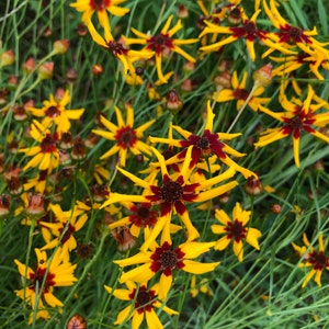 Dyer’s Coreopsis - flower seeds, dye plant