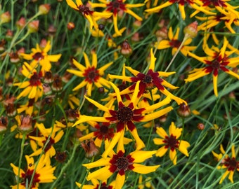 Dyer’s Coreopsis - flower seeds, dye plant