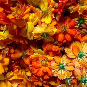 Tango Cosmos - Dried Flowers, Natural Dyestuff