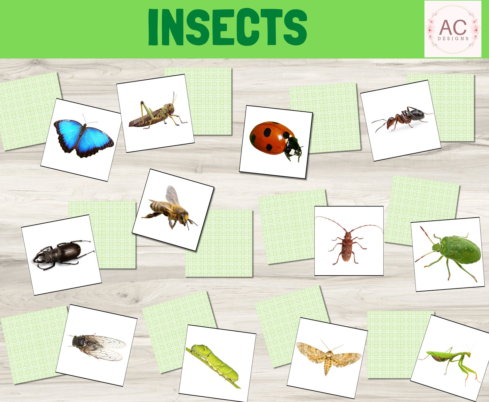 Insects Memory Game Printable, Real Life Nature Photo Matching Puzzle ...