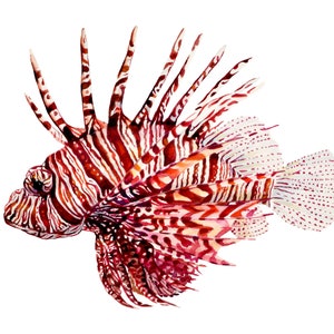 Lionfish aquarel illustratie, realistische mariene tekening, kust oceaan muur decor, tropische vissen kunstwerk, gesigneerde Giclée Sea Print