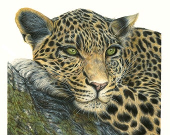 Leopard drawing, Wildlife Art, Colored Pencil Drawing, Fine Art Print, Animal Art, A4 print, Animal Illustration, Leopard art
