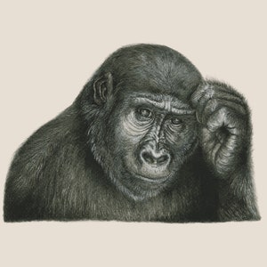 Gorilla Drawing, Wildlife Art, Pencil Drawing, Graphite Drawing