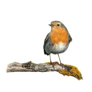 Robin Drawing Fine Art Print, Realistic Bird Illustration in Pastels, Wildlife Wall Decor, Nature and Forest Artwork, Gift for Animal Lover