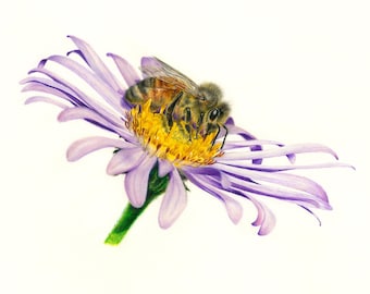 Bee drawing, Wildlife Art, Coloured Pencil Drawing, Fine Art Print, Animal Art, A4 print, Animal Illustration, Bee art, Bee illustration